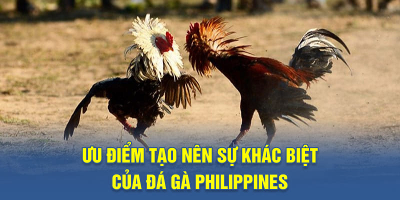 Ưu điểm tạo nên sự khác biệt của đá gà Philippines